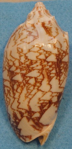 Cymbiola vespertilio 99mm - vespertilio,